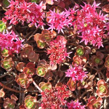 Sedum- Dragon's Blood