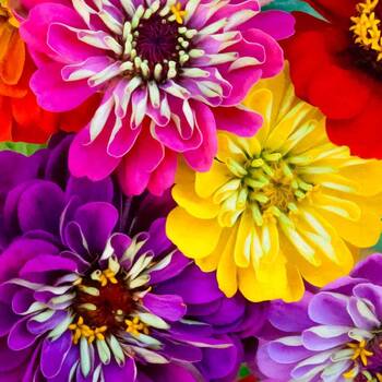 Zinnia- Cut Flower Blend