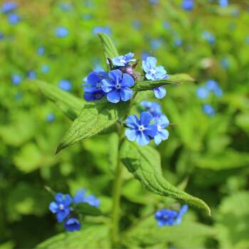 Chinese Forget-Me-Nots, Firmament