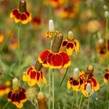 Mexican Hat Flower