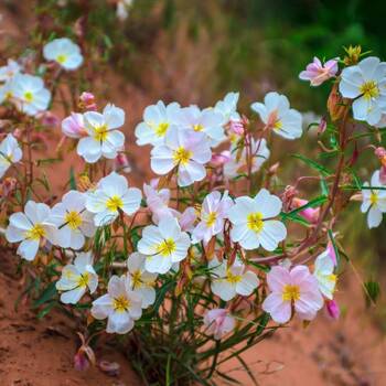 Evening Primrose- Innocence