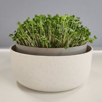 Microgreen Planter