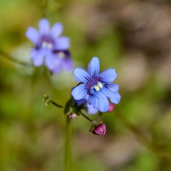 Nemesia- Blue Gem