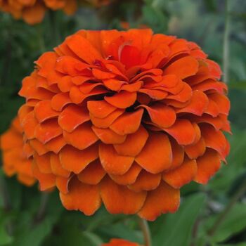 Zinnia seeds | The Seed Collection