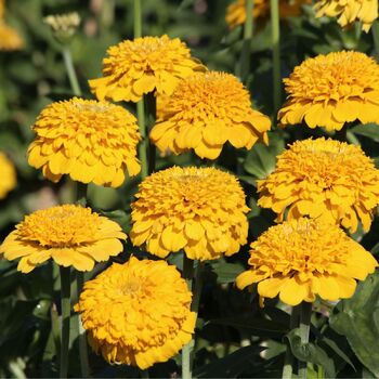 Zinnia- Zinderella Yellow