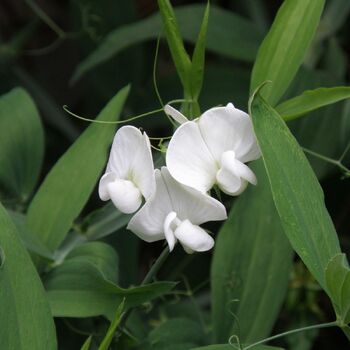 Everlasting Sweetpea- White Pearl