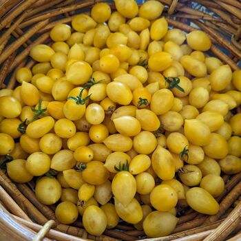 Tomato- Barry's Crazy Cherry