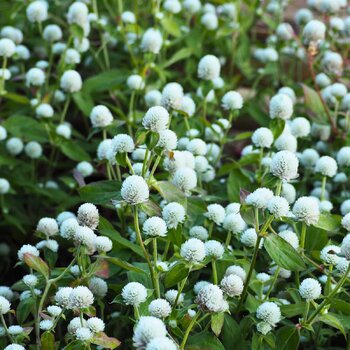 Globe Amaranth- Dwarf Cissy White