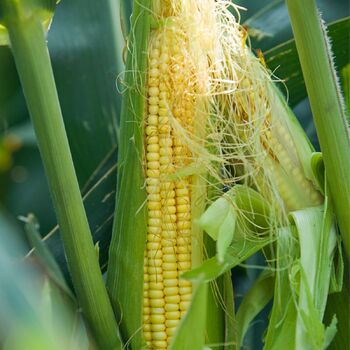Corn, Maize- Manning Pride