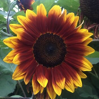 Sunflower- Royal Velvet F1