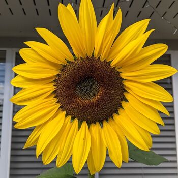 Sunflower- Radiance F1