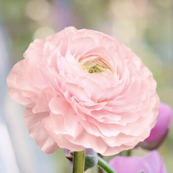 Ranunculus- Elegance Rosa 159-14