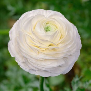 Ranunculus- Elegance Bianco 59-99