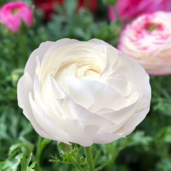 Ranunculus- Elegance Bianco 701-12