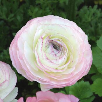 Ranunculus- Elegance Bianco Sfumato