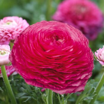 Ranunculus- Elegance Rosa Scuro 125-14