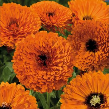 Calendula- Touch of Red Orange