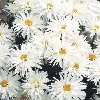 Shasta Daisy- Crazy Daisy