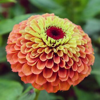 Zinnia- Queeny Lime with Orange