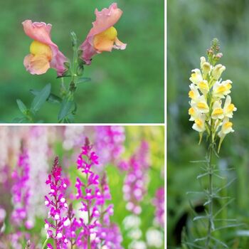 Linaria- Northern Lights Mix