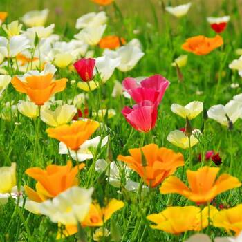 Californian Poppy- Single Choice Mix