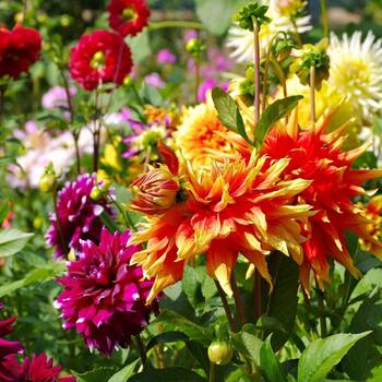 Dahlia- Decorative Giants Mix