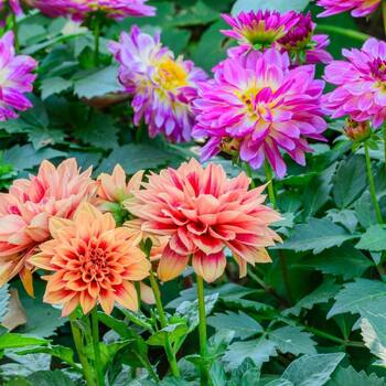 Dahlia- Dwarf Double Opera Mix