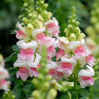 Snapdragon- Appleblossom