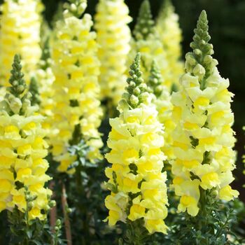 Snapdragon- Canary Bird