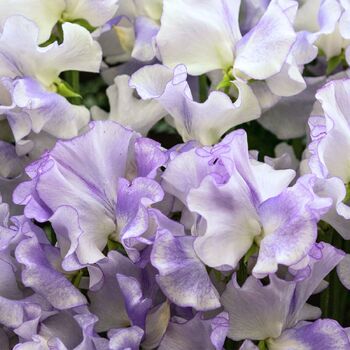 Sweetpea- Lilac Ripple