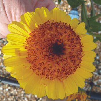 Calendula- Crown Yellow