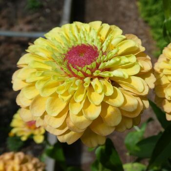 Zinnia- Queeny Lemon Peach