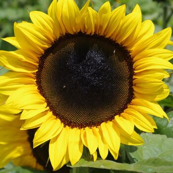 Sunflower- Classic Gold F1