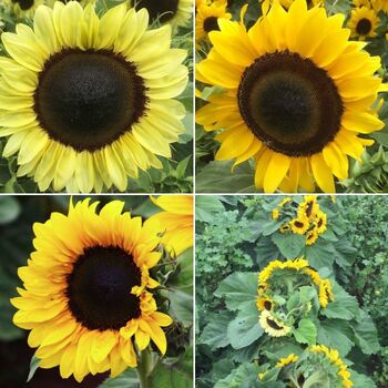 Sunflower- Dwarf Oranges and Lemons F1