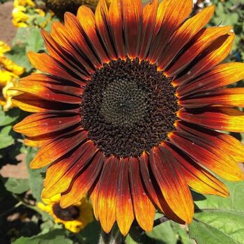 Sunflower- Compact Sonnet F1