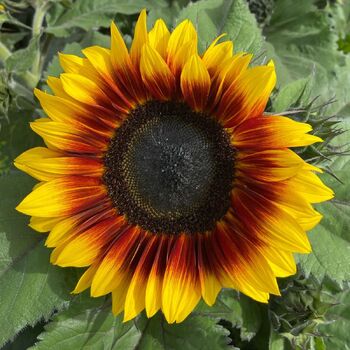 Sunflower- Rio Carnival F1