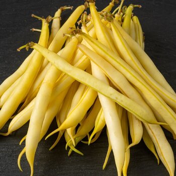 Dwarf Bean- Topnotch Golden Wax