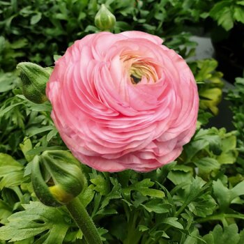 Ranunculus- Elegance Rosa Chiaro 77-15