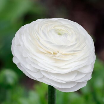 Ranunculus- Elegance Bianco 190-14