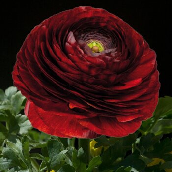 Ranunculus- Elegance Cioccolato 158IP B&B