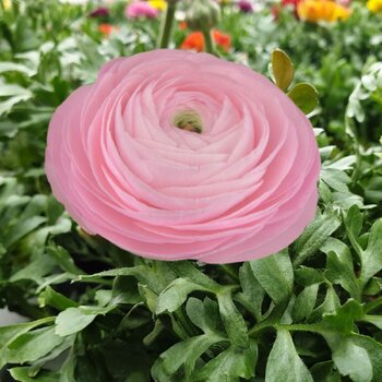 Ranunculus- Elegance Rosa Chiaro 2P10