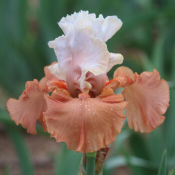 Bearded Iris- Lost In Dreams