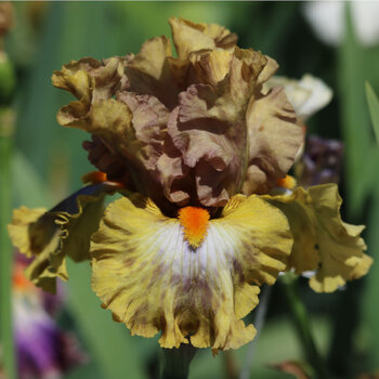 Bearded Iris- Colour Dance