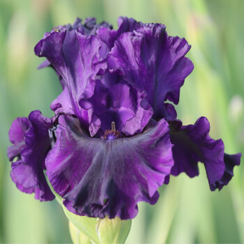 Bearded Iris- Noble Gesture