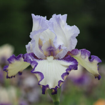 Bearded Iris- Rings True