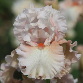 Bearded Iris- Double Platinum