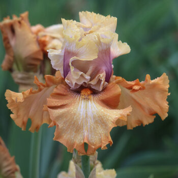 Bearded Iris- Cinderella's Secret