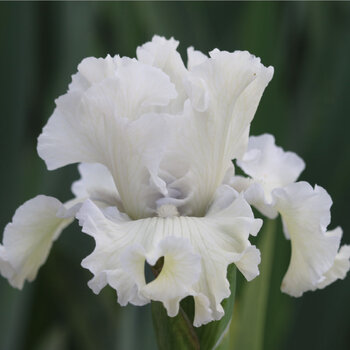 Bearded Iris- Frostfall