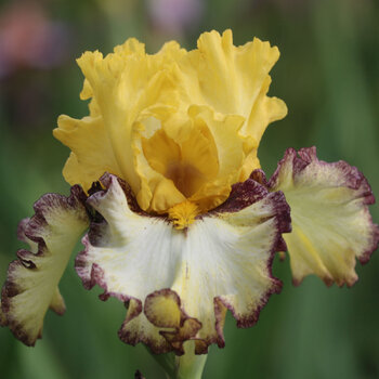 Bearded Iris- Beside Myself