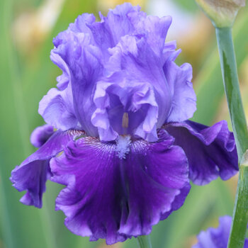 Bearded Iris- Cybergrape